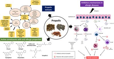 Frontiers | Anti-Allergic Properties Of Propolis: Evidence From ...